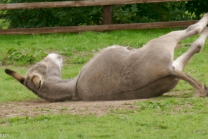 سخرية بعد حجز حمار في قرية مغربية.. والأمن يبحث القضية