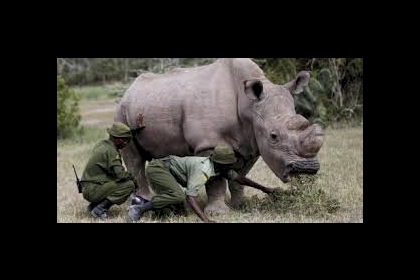 حيوان مهدد بالانقراض في كينيا