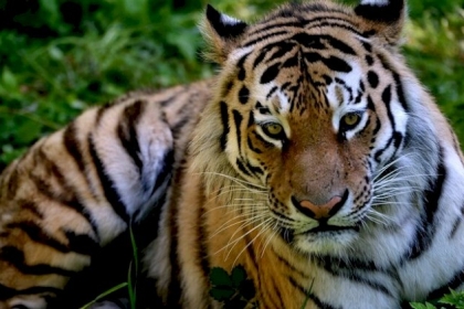 فيديو يكشف كشف سر صورة نمر آمور الأكثر شهرة في العالم