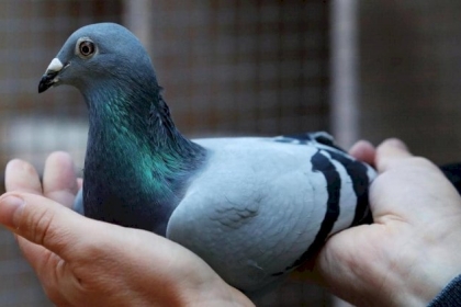 صيني يشتري أغلى حمامة في العالم بـ"سعر خرافي"