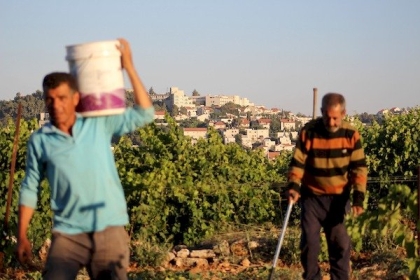 تقرير..  الجدار والاستيطان : 869 عملية هدم واقتلاع وتكسير 6507 شجرات خلال العام الماضي