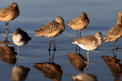 إنفلونزا الطيور تغزو اليابان وكوريا الجنوبية.. والإعدامات بالملايين!
