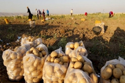 غزة: الزراعة تعلن السماح لاستيراد كميات إضافية من تقاوي البطاطس