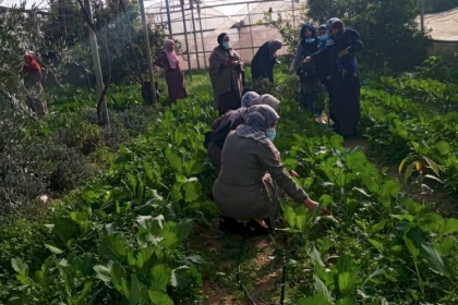 لجنة المرأه العاملة في مجلس العمال تنفذ فعالية تطوعية بقطف المحاصيل الزراعية