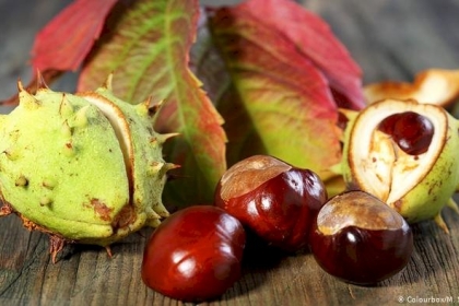 الكستناء من المكسرات الشتوية وتمد الجسم بالدفء