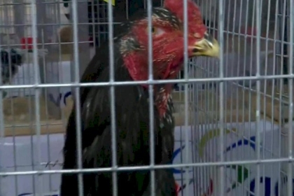 للطيور أيضا ملك جمال.. مسابقة "فريدة" في أربيل