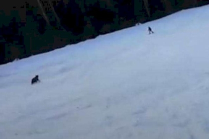 وسط الثلوج ودب يطارده.. "فيديو الرعب" لمتزلج واجه الموت