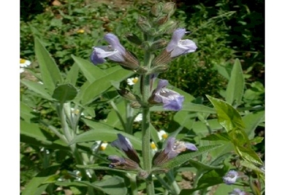 تعرف على فوائد شاي المريمية للصحة