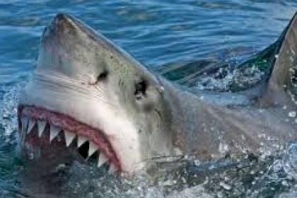 إصابة صياد إثر مهاجمته من سمكة قرش في بحر خانيونس