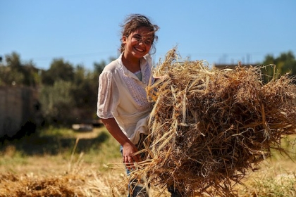 افتتاح موسم حصاد القمح في غزة للعام 2021