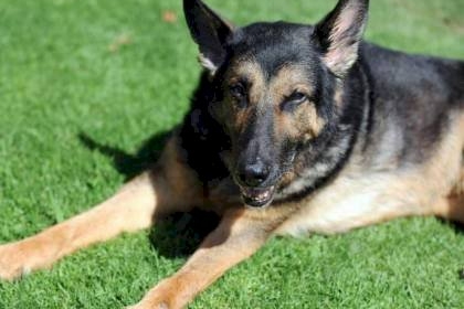 بسبب انتشار داء الكلب.. اسرائيل تحذر من مخالطة الحيوانات