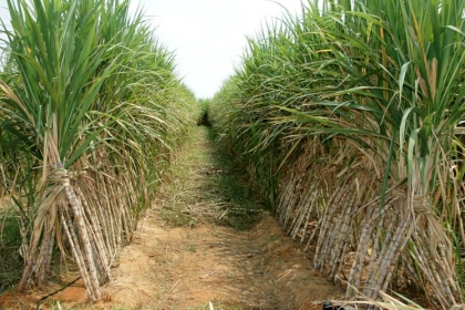 مصر تعلن الاكتفاء الذاتي من سلعة استراتيجية لأول مرة بعد عجز