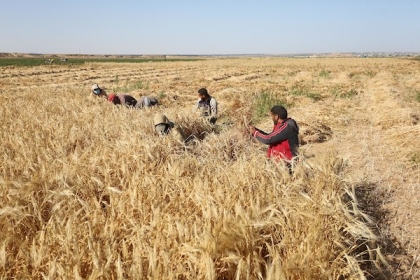 بالصور.. موسم حصاد القمح والشعير في المناطق الحدودية شرق خانيونس
