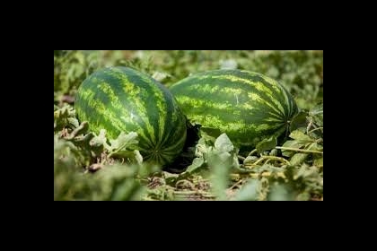 "الزراعة" تؤكد مواصلة منع استيراد البطيخ حماية للمنتج المحلي