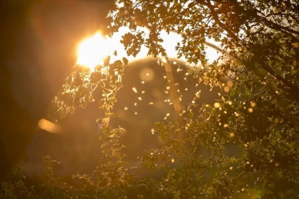 الانقلاب الشمسي وتأثيره على دورات النوم لدى البشر والحيوانات