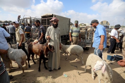 بلدية رفح تصدر تنويهًا بشأن ذبح الأضاحي خارج المسلخ البلدي