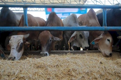 أوقاف غزة تستعد لتنفيذ مشروع الأضاحي لعام 1442هـ/2021م