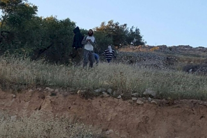 مستوطنون يزرعون الأشجار في أراضي المواطنين بمسافر يطا للاستيلاء عليها