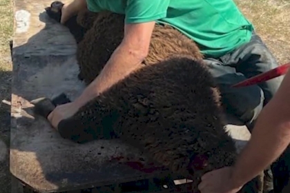 حركة فتح ساحة روسيا تنفذ مبادرة "أضحى مبارك" لتوزيع لحوم الأضاحي