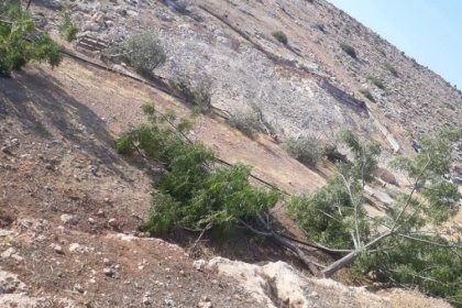 بالصورة: الاحتلال يخطر بإزالة 30 ألف شجرة حرجية في طوباس