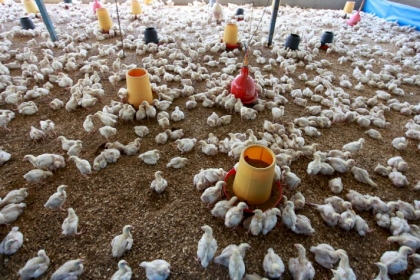 الزراعة بغزة تدعو المزارعين لأخذ الاحتياطات اللازمة