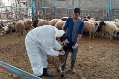 غزة: الزراعة تستعد لإطلاق أكبر حملة تحصين مجانية ضد مرض "الحمى المالطية"