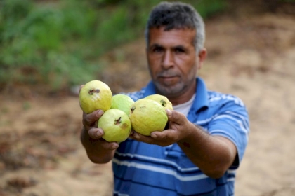 تقرير: مزارعو "الجوافة" بغزة تعود لهم الحياة بعد 4 سنوات عجاف