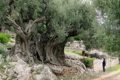 الولجة: حكاية أرض صمدت بثبات زيتونها رغم ضياع عيون مياهها