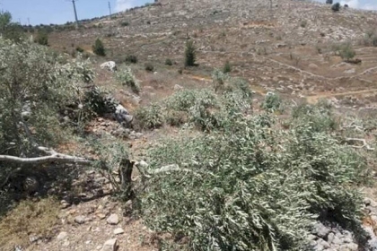 الشؤون المدنية بنابلس تُصدر تعميمًا بشأن قطف الزيتون في الأراضي المحيطة بالمستوطنات