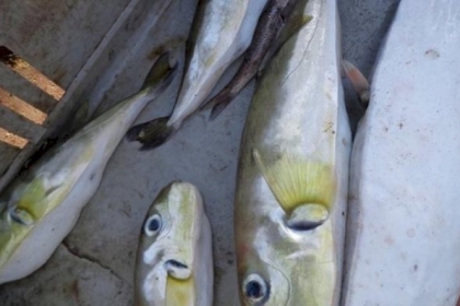 سمك الأرنب البحري كاد أن يفتك بعائلة في غزة