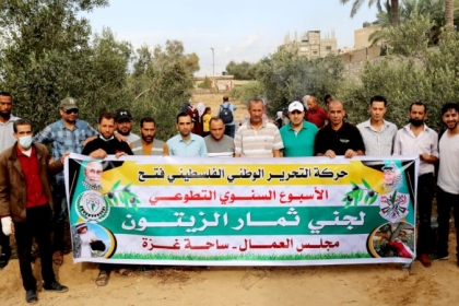 بالصور..مجلس العمال بمحافظة رفح ينفذ مبادرة جني ثمار الزيتون بمشاركة قيادة التيار  والمزارعين والمتطوعين