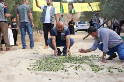 لمساندة ودعم المزارعين .. مجلس العمال بحركة فتح في  محافظة غزة ينفذ مبادرة تطوعية لجني ثمار الزيتون