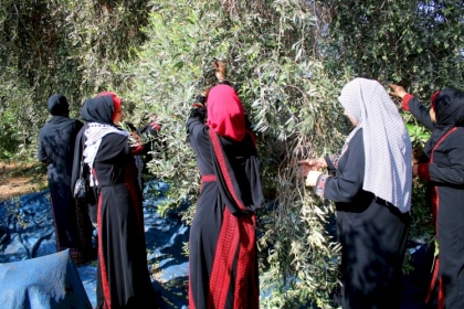 بالصور: المرأة العاملة في مجلس العمال بمحافظة غزة تختتم مبادرة "زيتون بلادي" لمساعدة المزارعين في قطف ثمار الزيتون.
