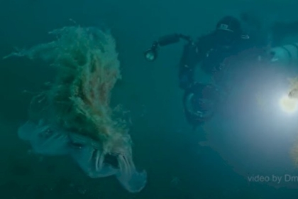 روسى يلتقط فيديو لأكبر قنديل بحر فى العالم.. طول مجساته 30 مترا