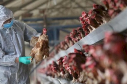 تحذيرات إسرائيلية من طفرة خطيرة من إنفلونزا الطيور