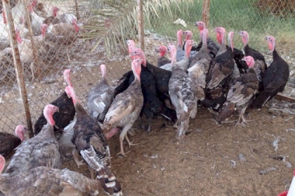 في أعقاب اكتشاف تفشي (إنفلونزا) الطيور...إسرائيل تستعد لإبادة عشرات الآلاف من طيور الديك الرومي