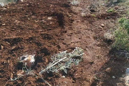 الاحتلال يجرف أراضي في قريوت جنوب نابلس