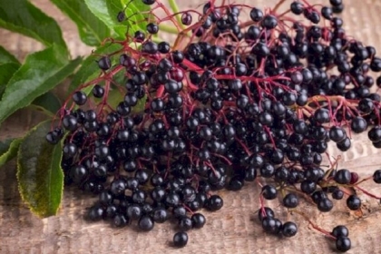 علماء: نبات البلسان مفيد في علاج الإنفلونزا