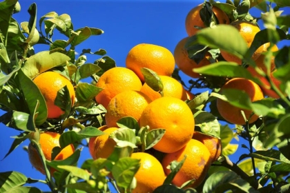 الزراعة بغزة: موسم الحمضيات هذا العام هو الأفضل