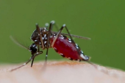 تطوير طريقة للتعرف على البعوض المصاب بمرض الملاريا