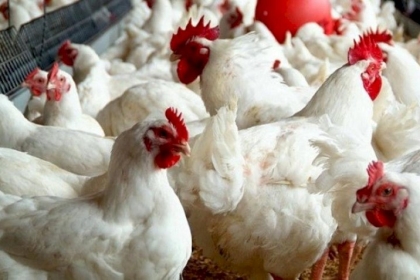 الحلو يكشف سبب ارتفاع سعر الدجاج بغزة وتوقعاته للفترة المقبلة