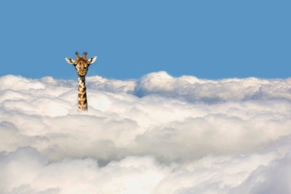 لماذا تختلف أعمار الحيوانات المتنوعة؟