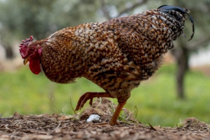بالصور.. مصادرة ديك في لبنان بسبب "إزعاج الجيران"