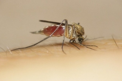 علماء: رائحة الإنسان تجذب البعوض