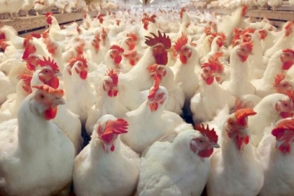 نقابة مربي الدواجن بغزة تُصدر بيانًا بشأن الدجاج اللاحم خلال شهر رمضان