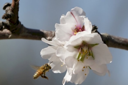 محكمة استئناف أمريكية: يمكن تصنيف النحل قانونا على أنه "سمكة"!