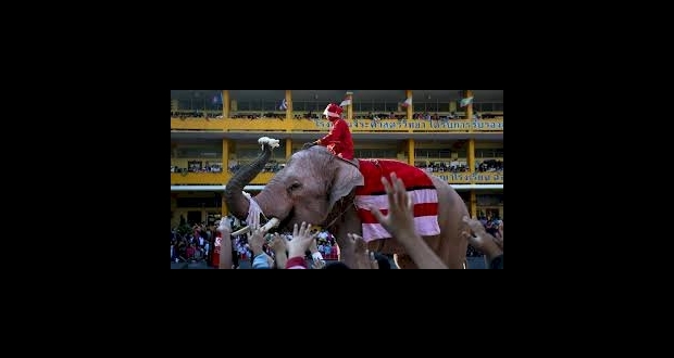 في بولندا... الأفيال تتعاطى الماريغوانا للتخفيف من ضغوطها النفسية