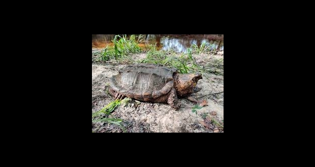 سلحفاة عملاقة