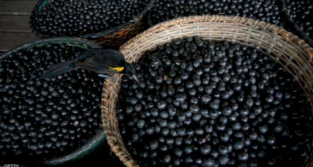 توت الأساي يمكن أن يخفف من حدة الالتهابات