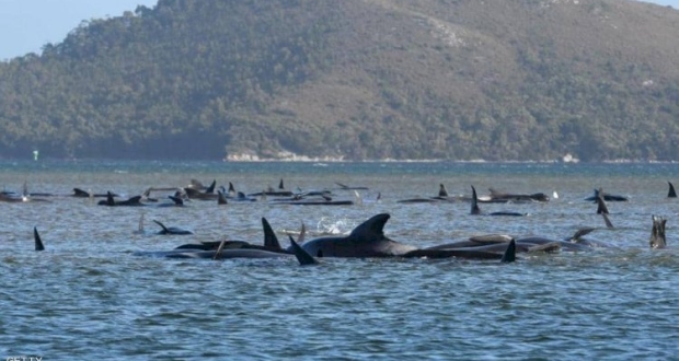 نفق ما لا يقل عن 25 حوتا على الساحل الغربي لتسمانيا